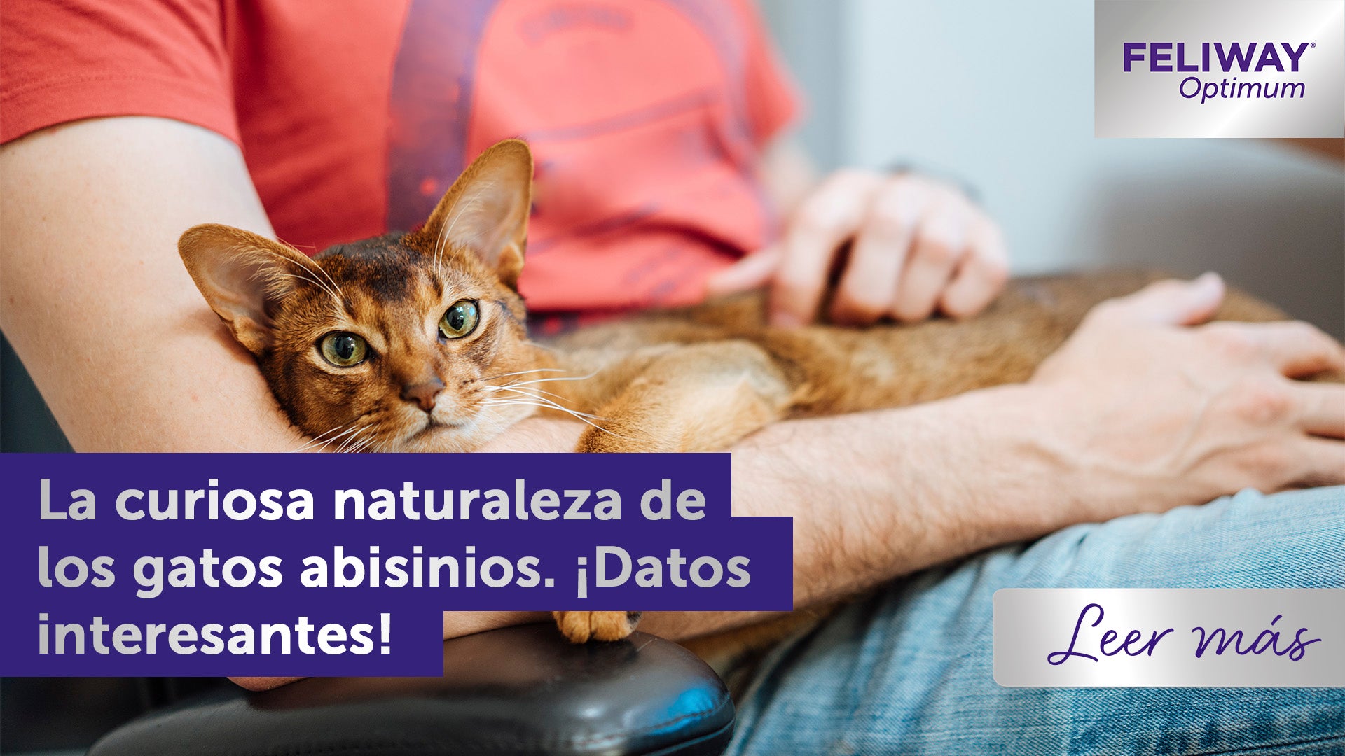 La curiosa naturaleza de los gatos Abisinios. ¡Datos interesantes!