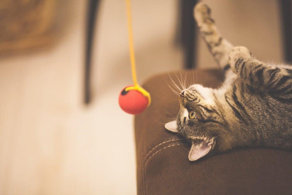 Cómo mantener a tu gatito entretenido en casa