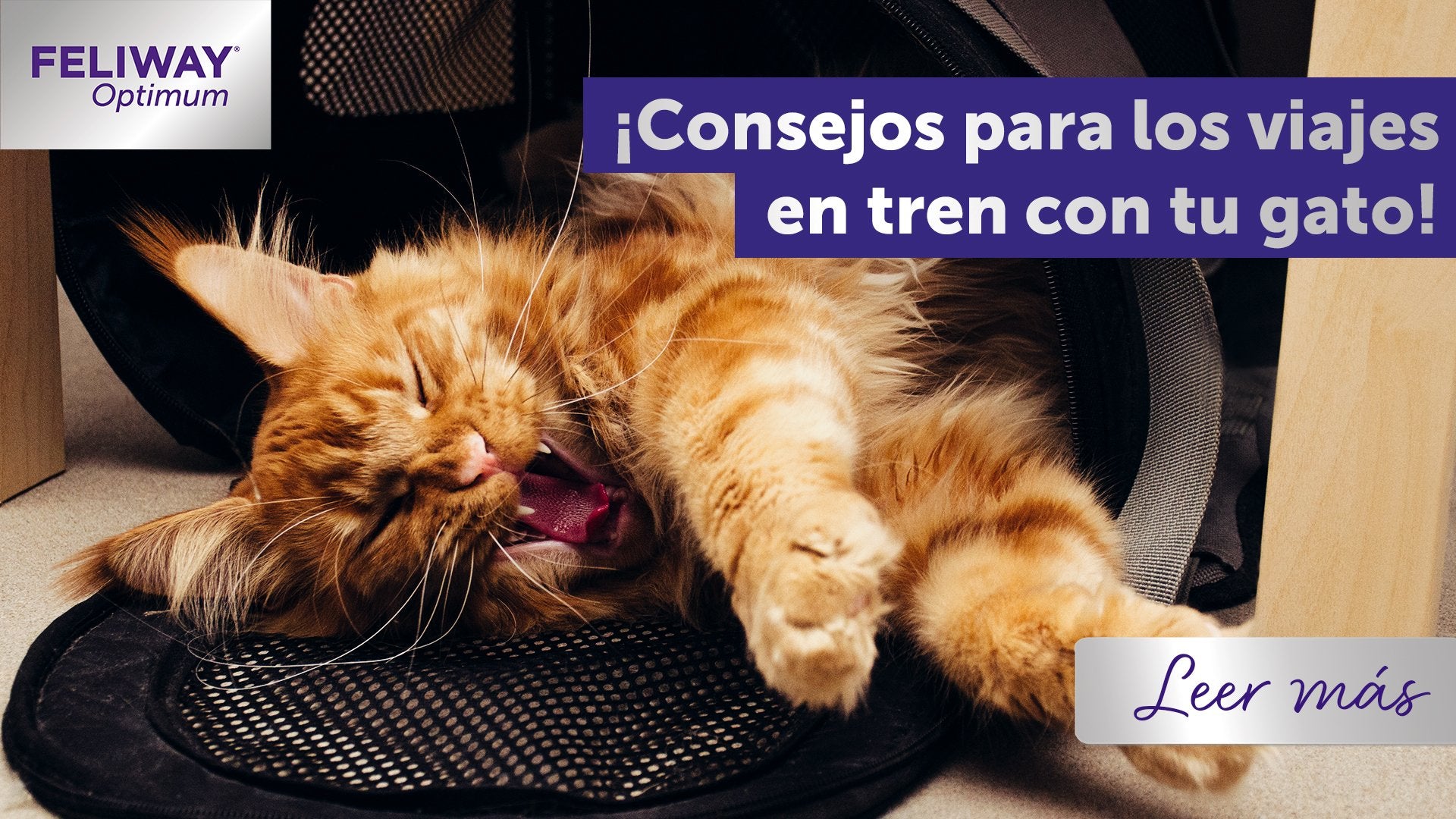 4 consejos para viajar en tren con tu gato