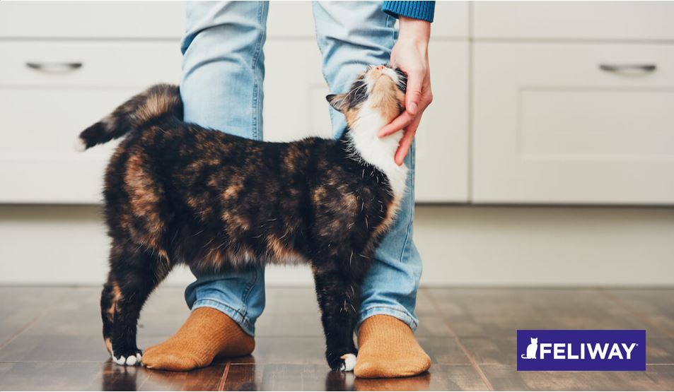 Calmar a tu gato: 7 consejos para un gato con ansiedad