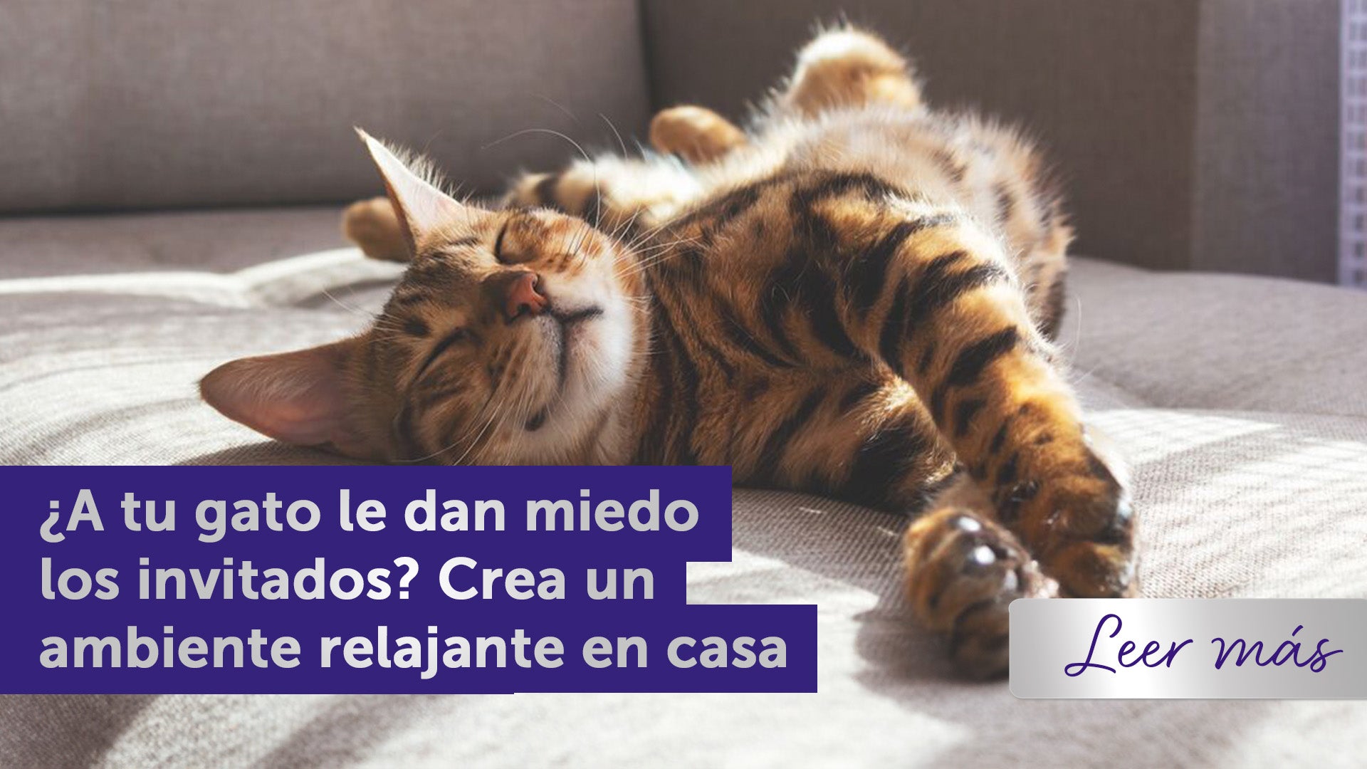Gato de Bengala relajándose en el sofá.