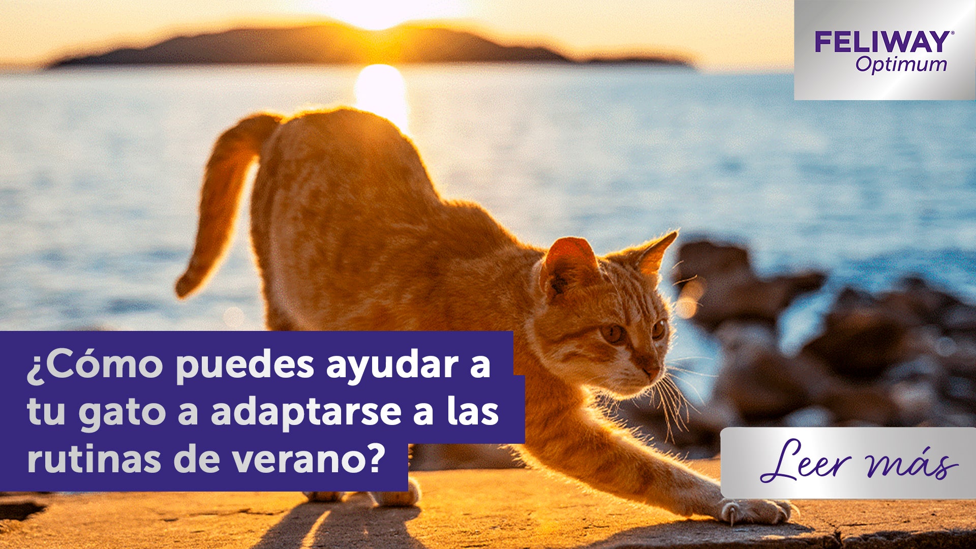 Cómo ayudar a tu gato a adaptarse a las rutinas de verano