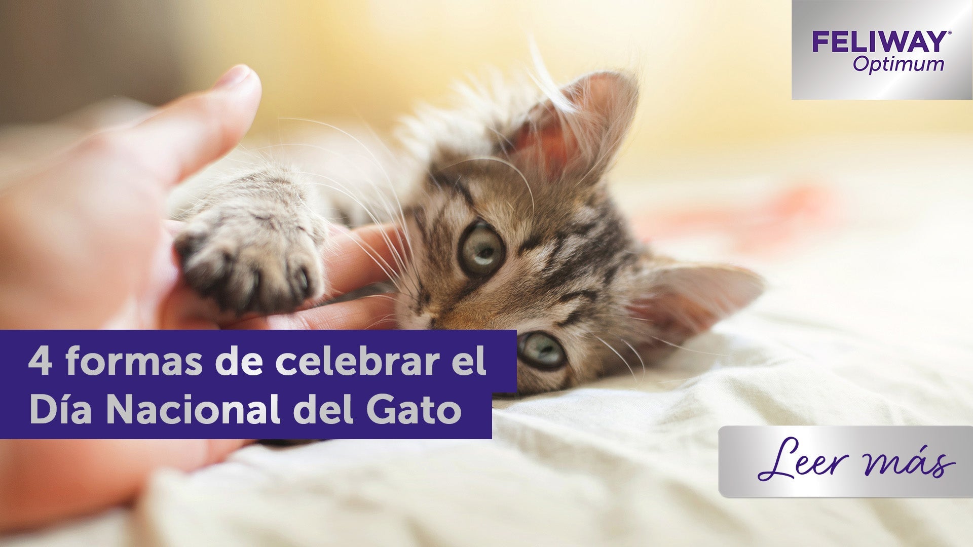 Persona acariciando a un pequeño gatito que está tumbado.