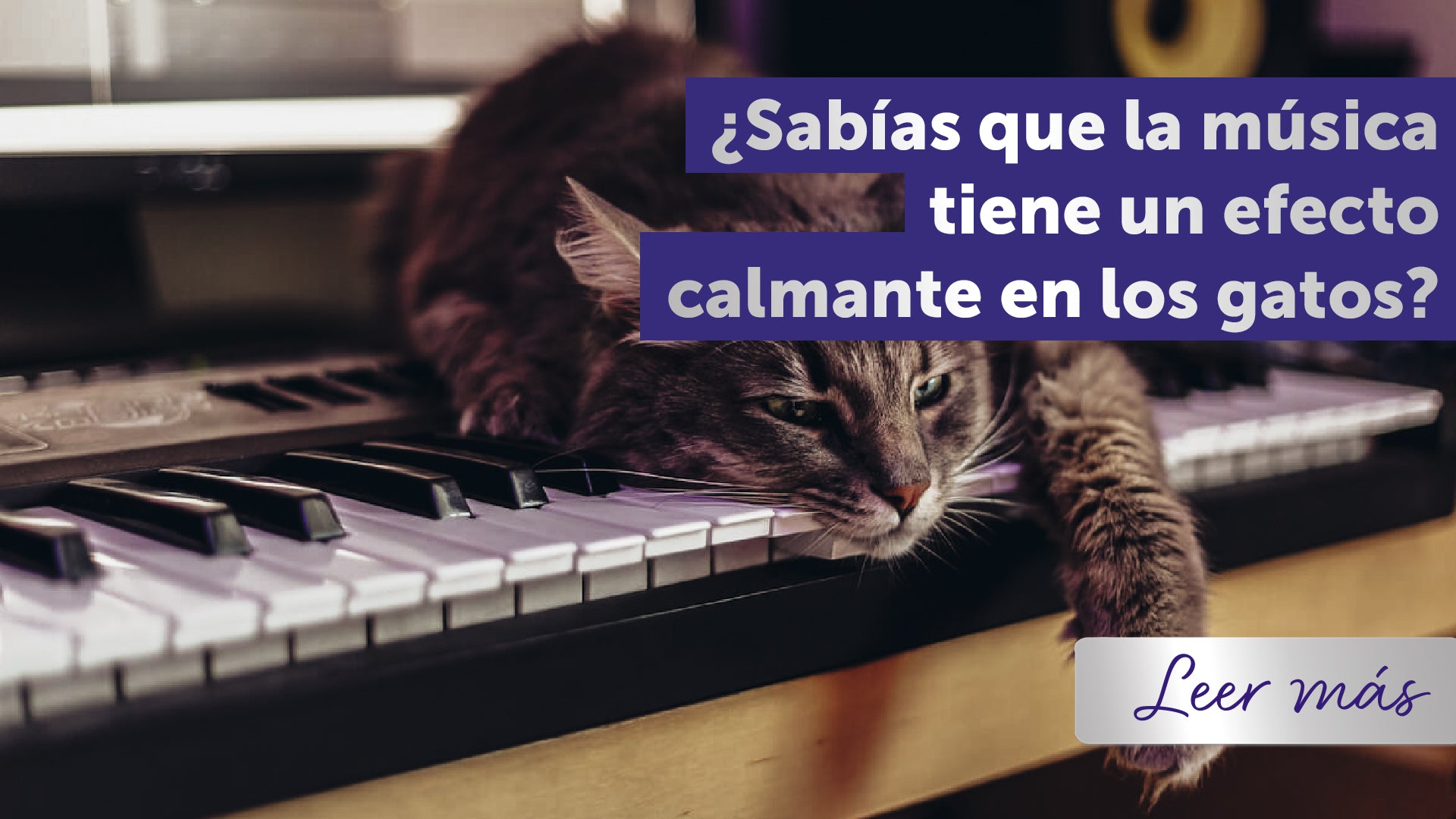 ¿La música calma a los gatos?