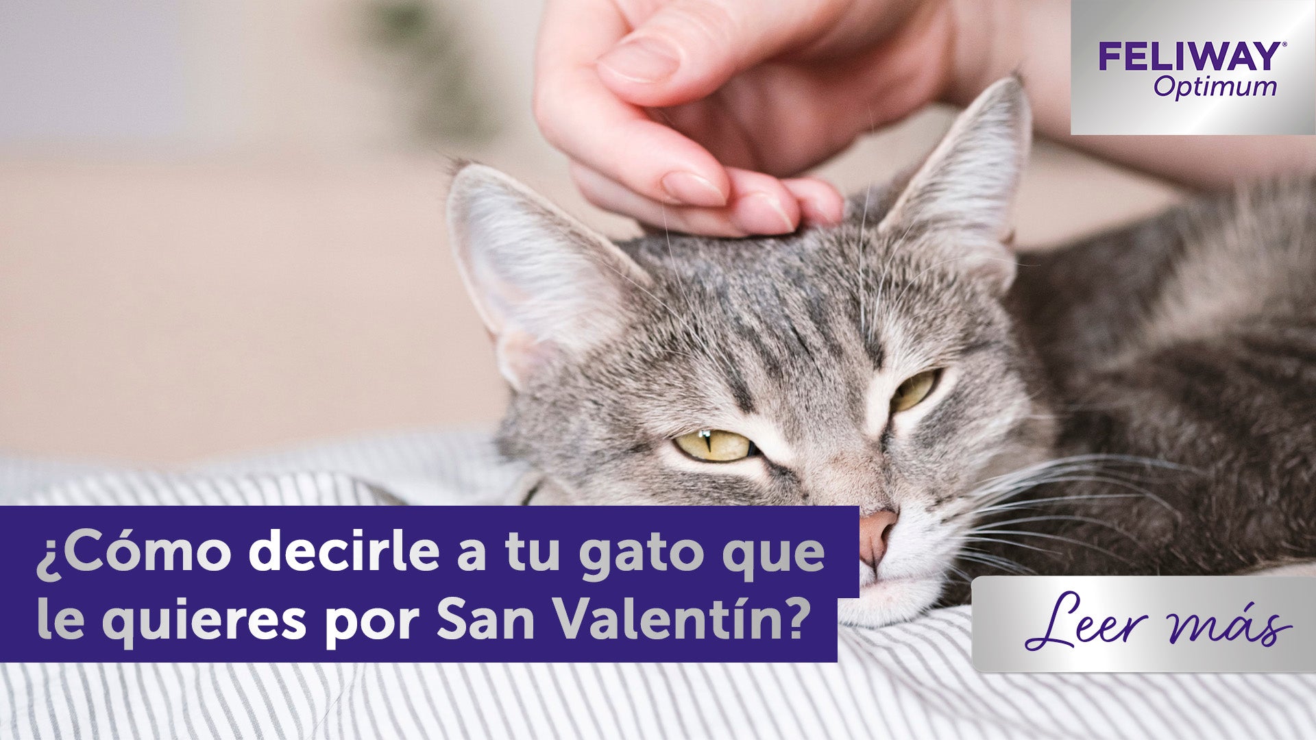 Cómo decirle a tu gato que le quieres por San Valentín