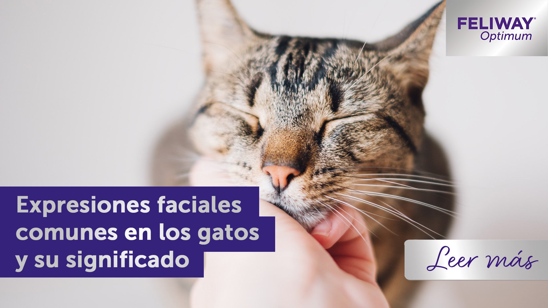 Gato feliz recibiendo caricias en la barbilla.