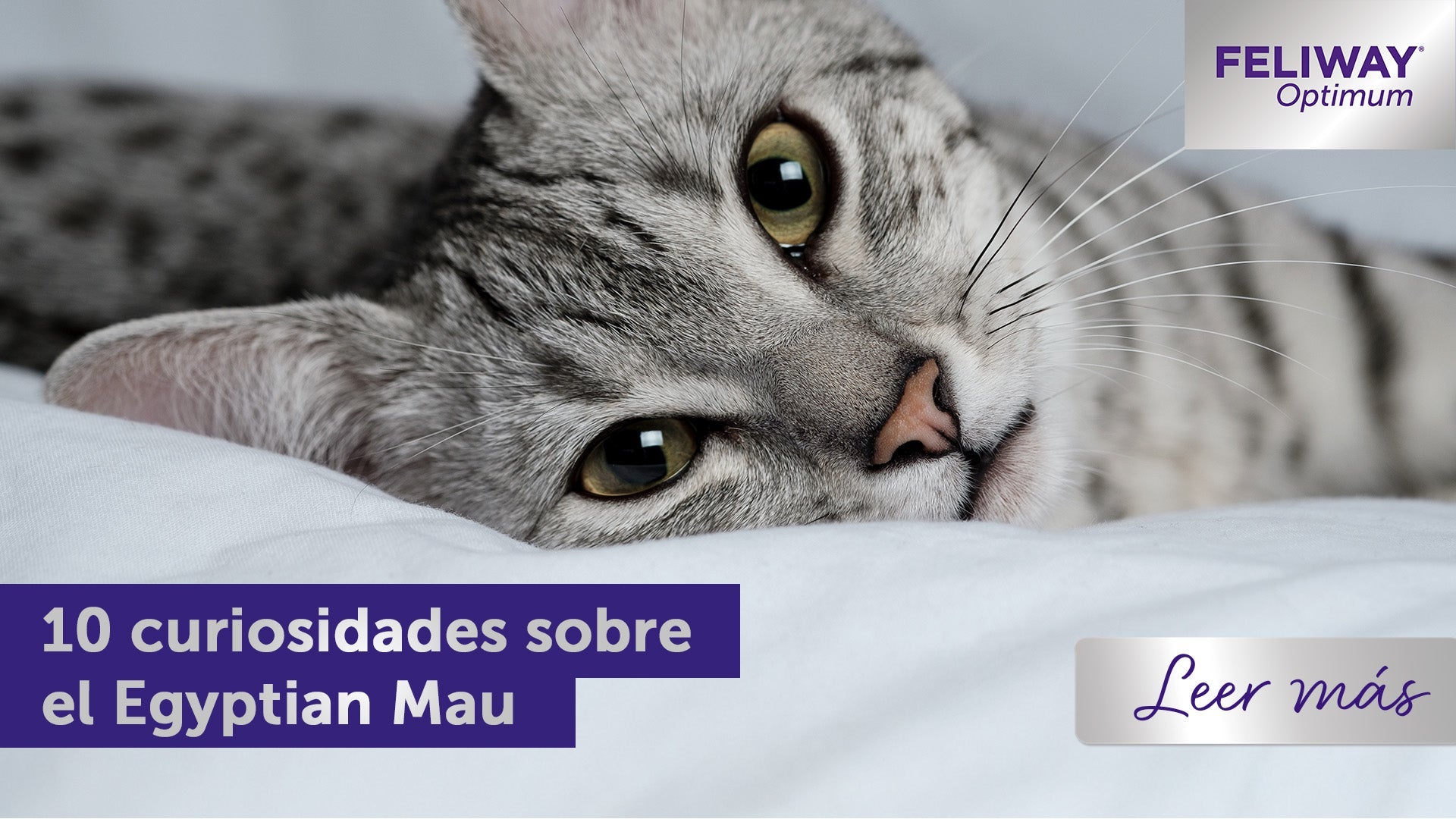 Gato Mau Egipcio tumbado sobre una manta blanca.