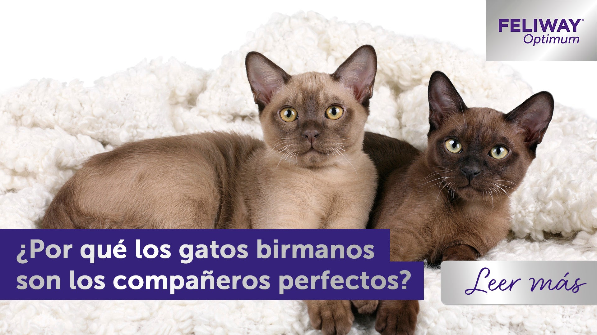 ¿Por qué los gatos birmanos son el compañero perfecto?