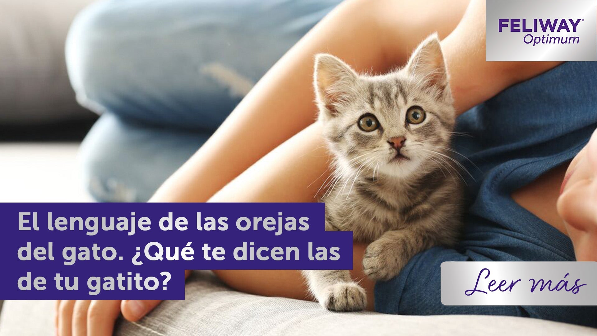 Gatito en alerta con orejas grandes tumbado junto a un niño en un sofá gris.