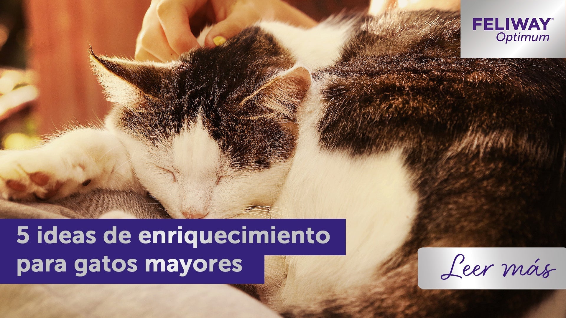 Gato mayor siendo acariciado por un humano mientras duerme.