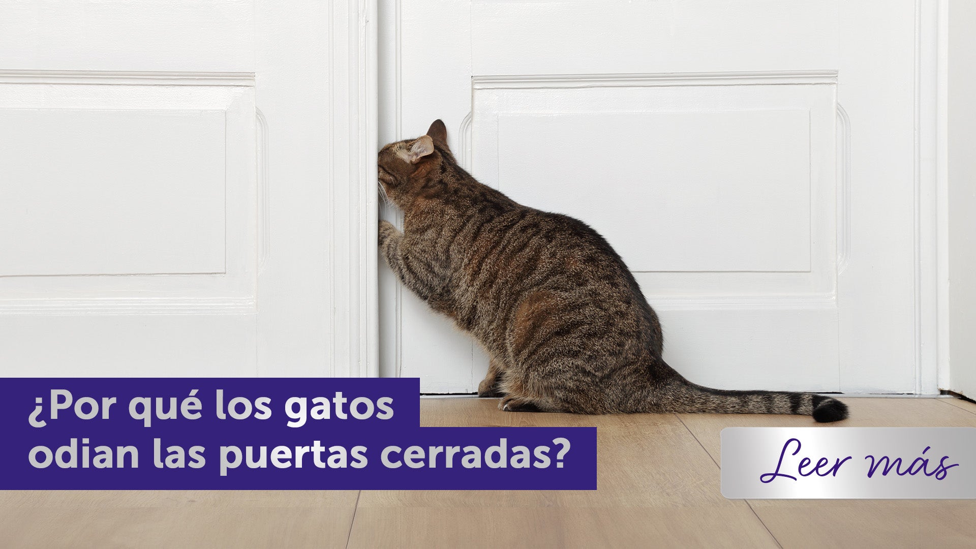 gato intentando abrir una puerta