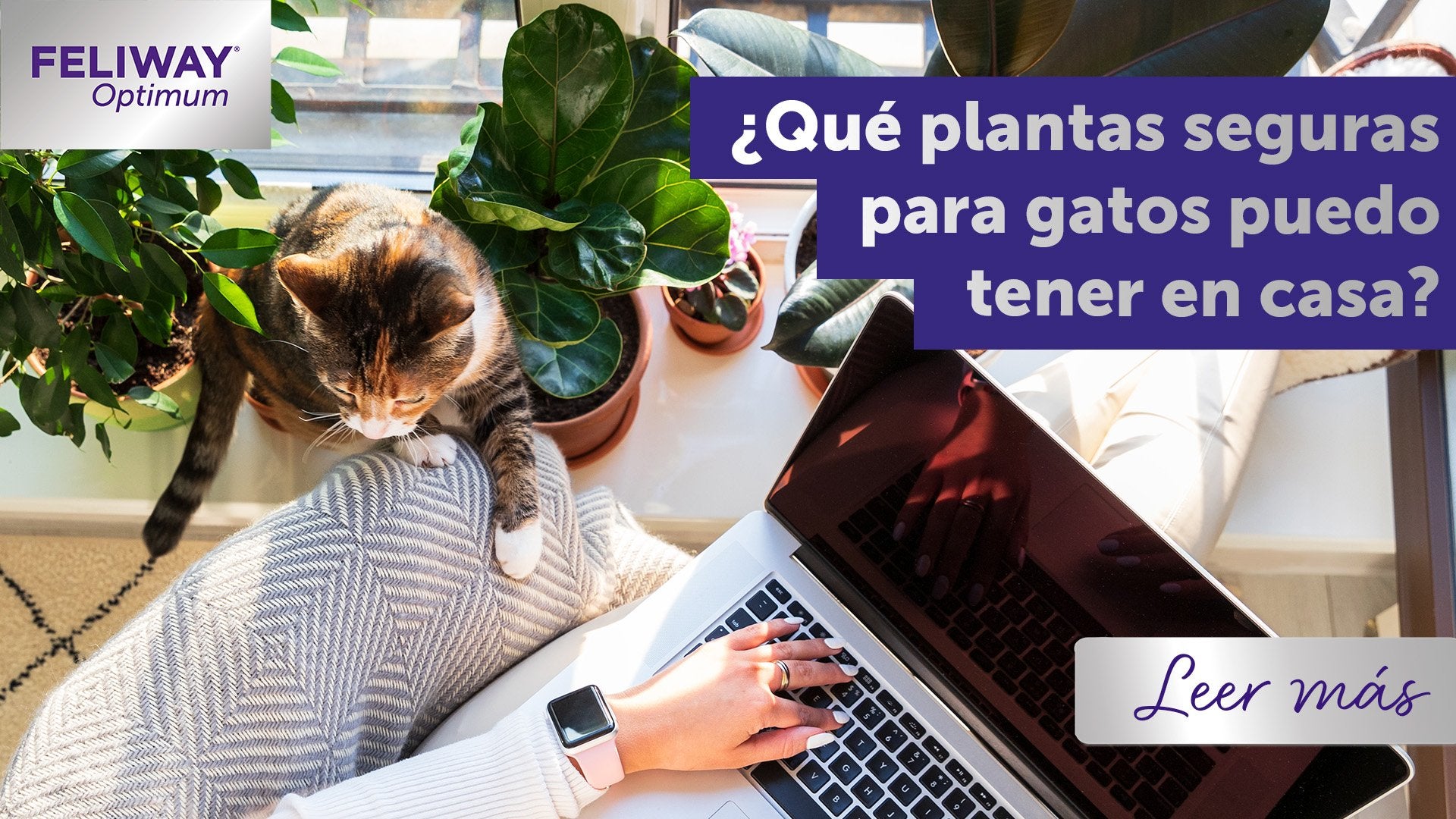 ¿Qué plantas seguras para gatos puedo tener en mi casa?