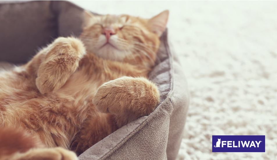 El punto de vista de un gato: Los secretos de un gato feliz