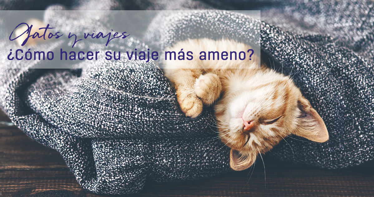 ¿Cómo hacer el viaje de tu gato más ameno?