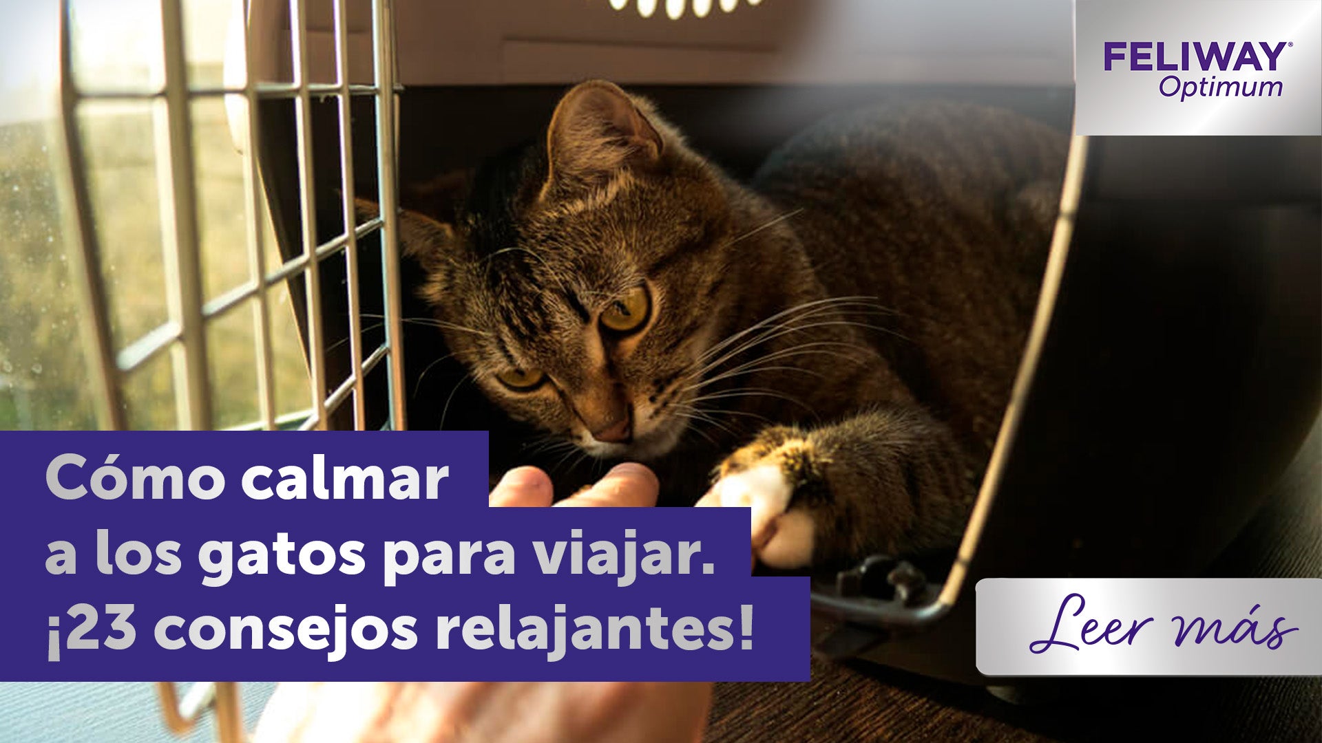 Cómo ayudar a los gatos cuando tienen que viajar: ¡23 consejos!