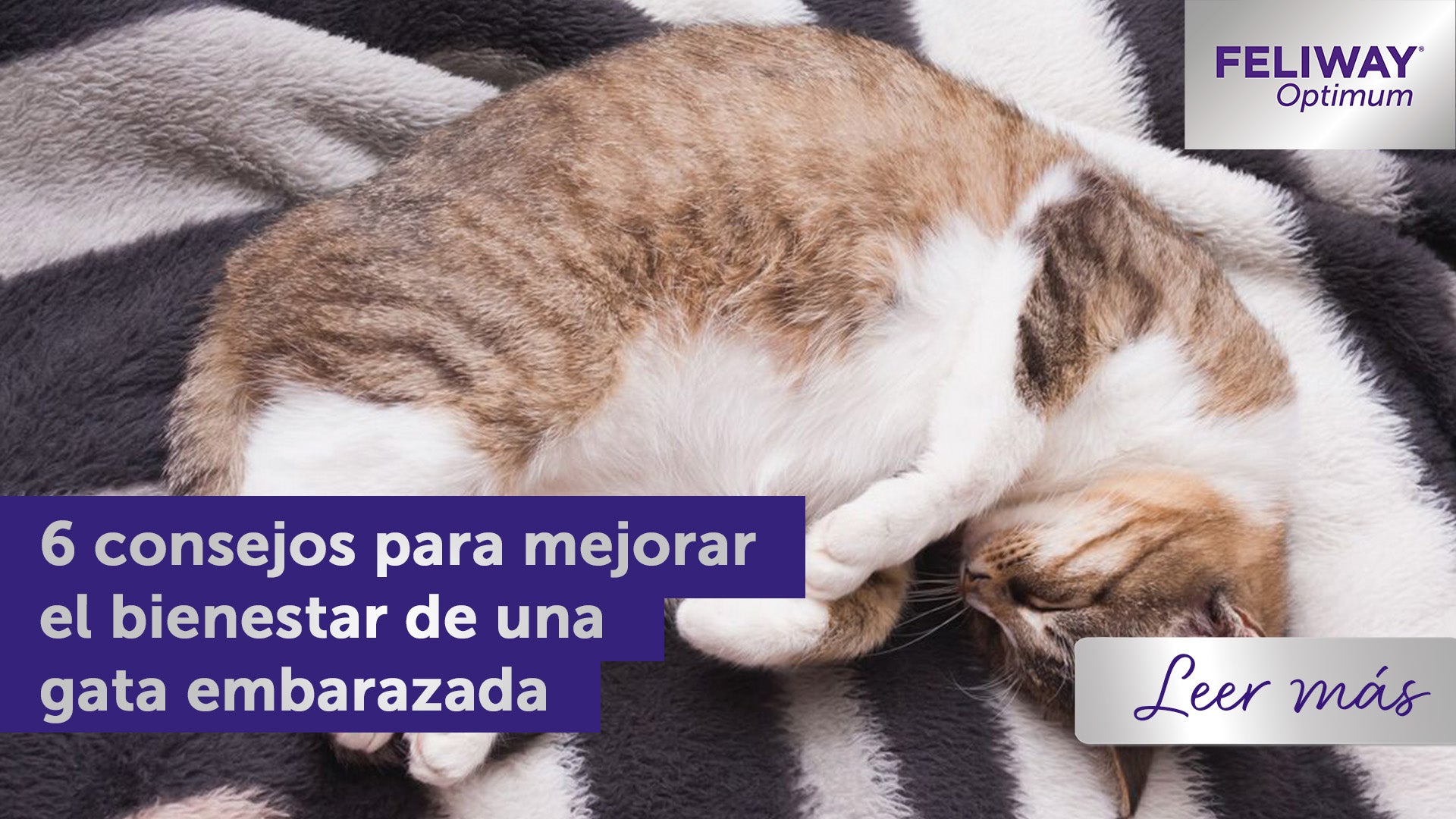 Gata embarazada, blanca y marrón, durmiendo sobre una manta.