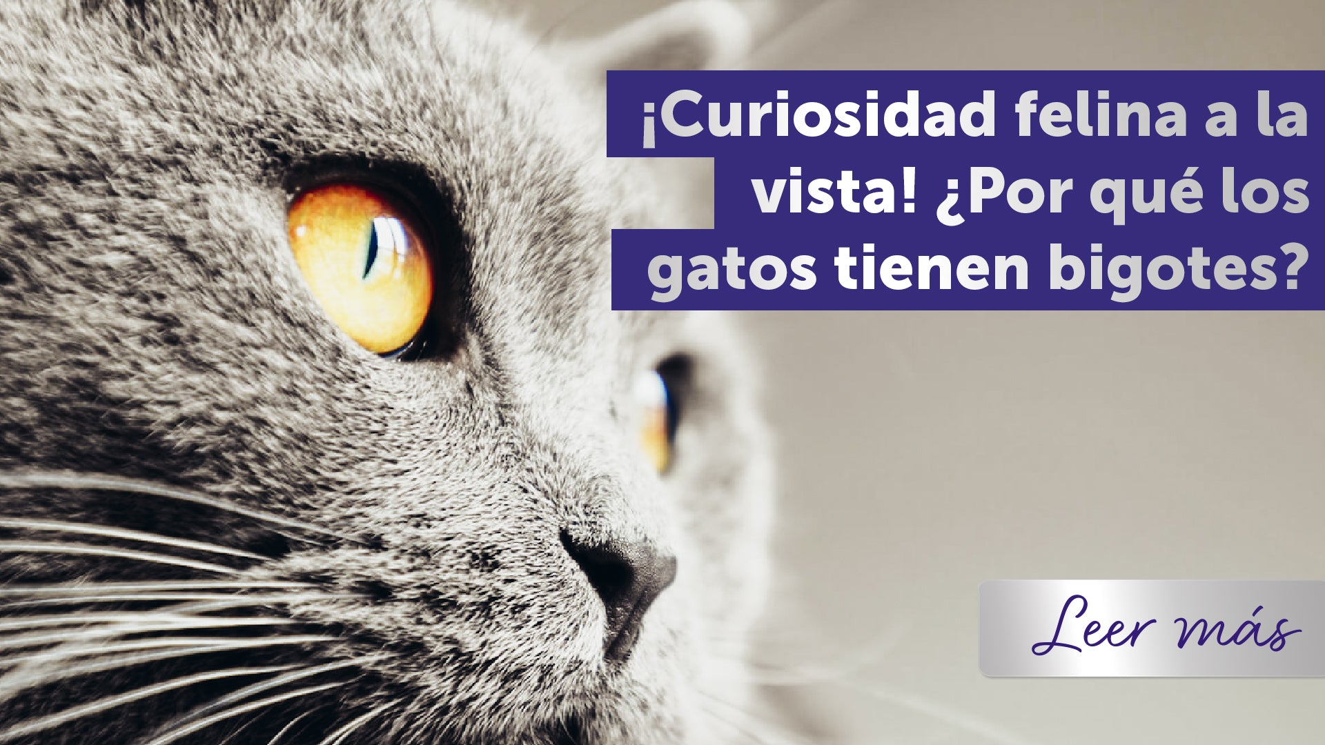 ¡Curiosidades felinas! ¿Por qué los gatos tienen bigotes?