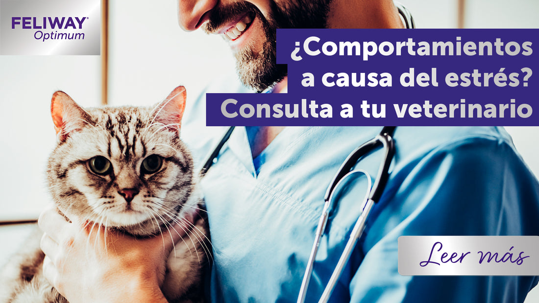 ¿Comportamientos a causa del estrés? Consulta a tu veterinario