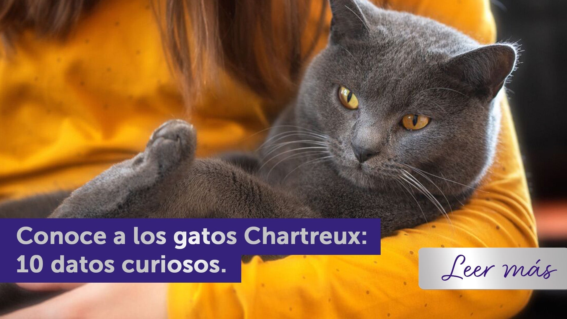Conoce al gato Chartreux: 10 curiosidades y características