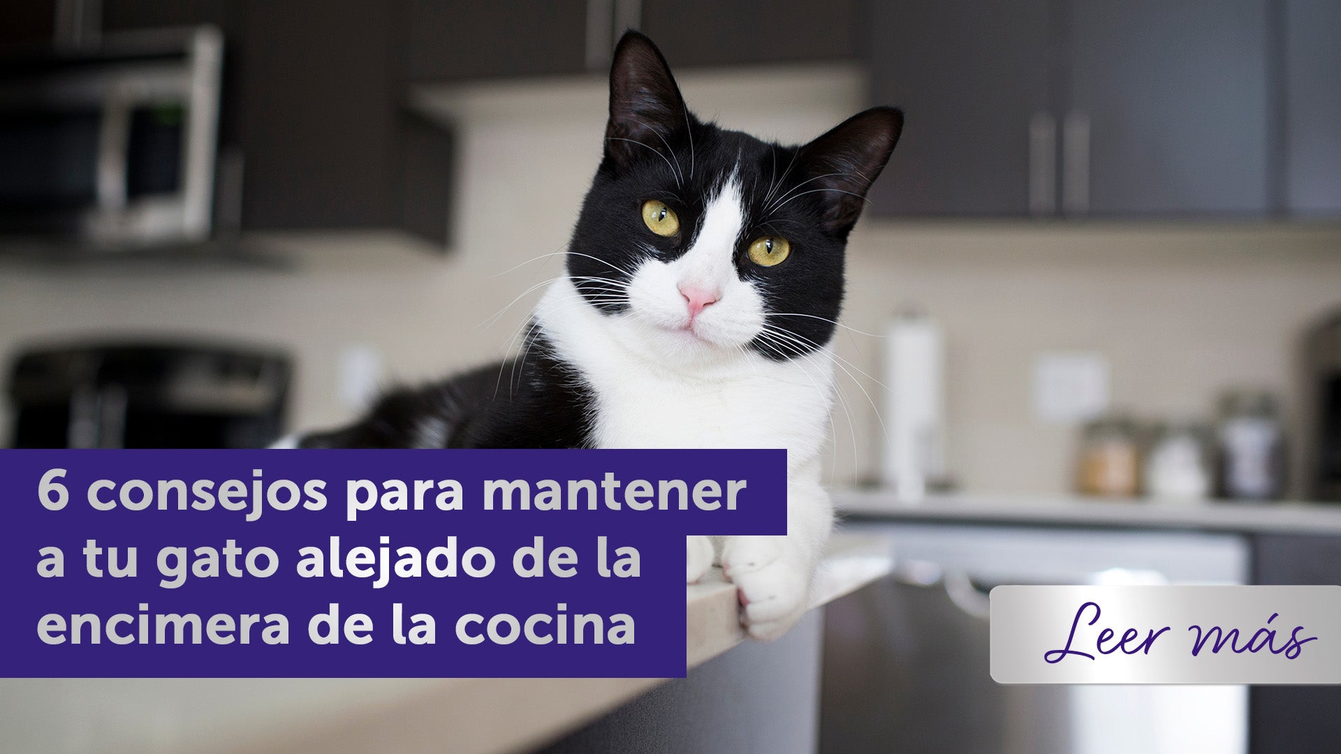 6 consejos para mantener a tu gato alejado de la encimera de la cocina