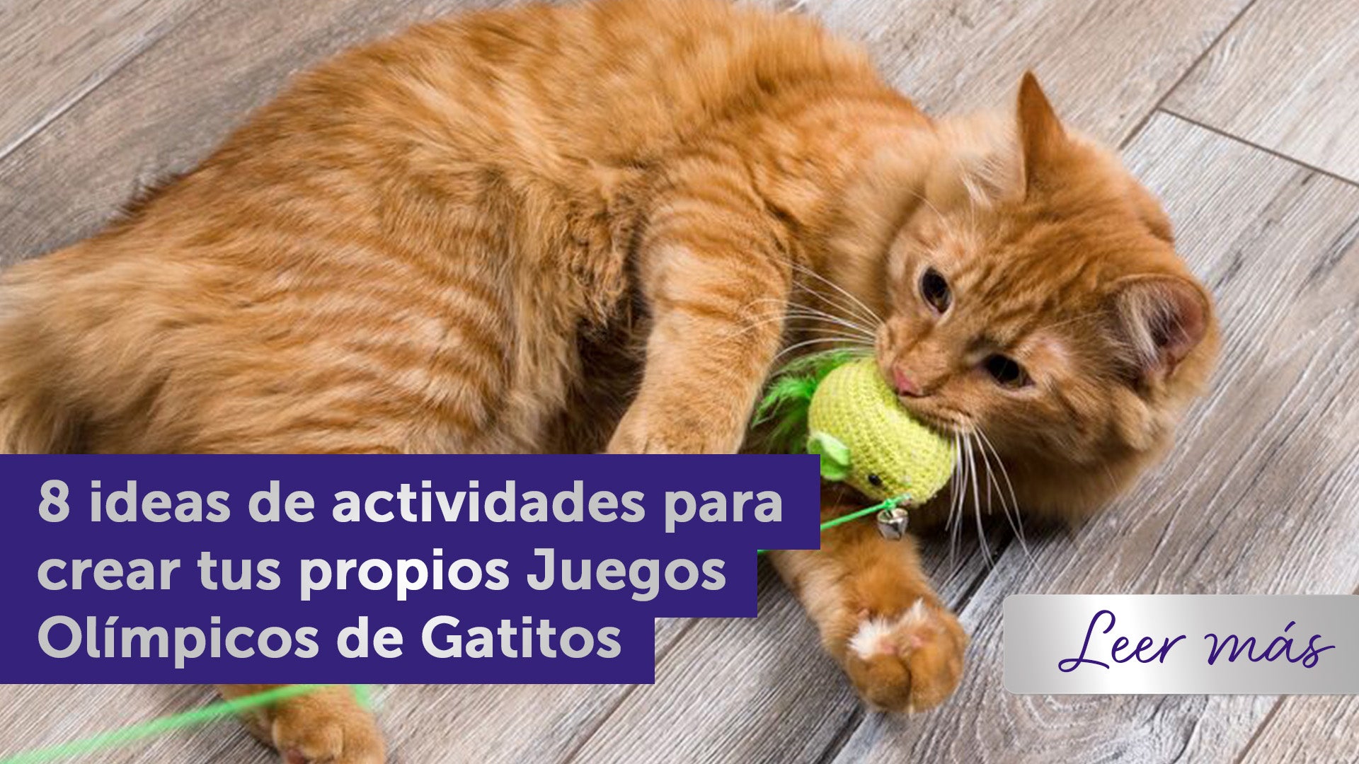 8 ideas de actividades para crear tus propios Juegos Olímpicos Felinos