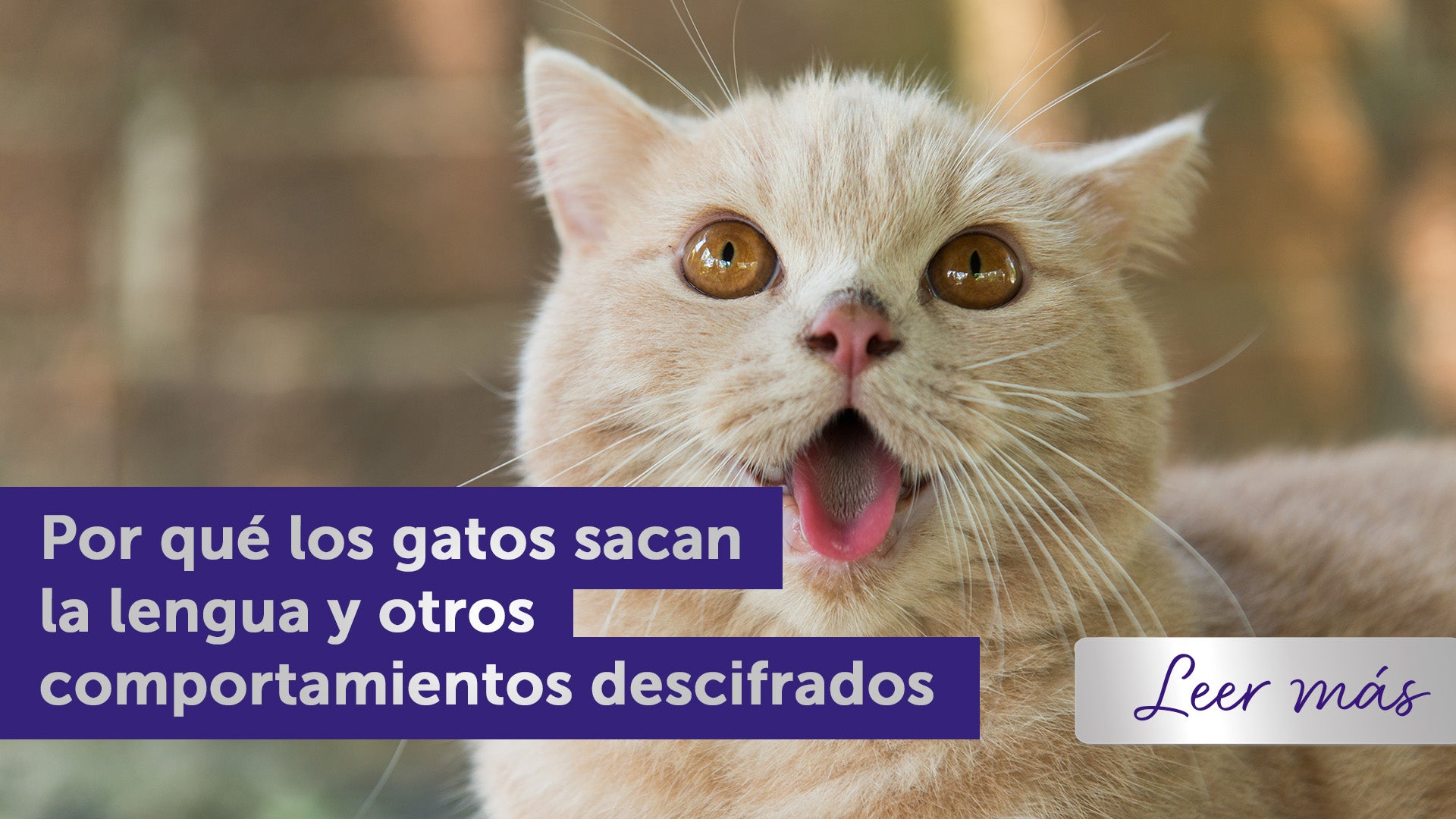 Gato atigrado con la lengua fuera junto a una ventana.