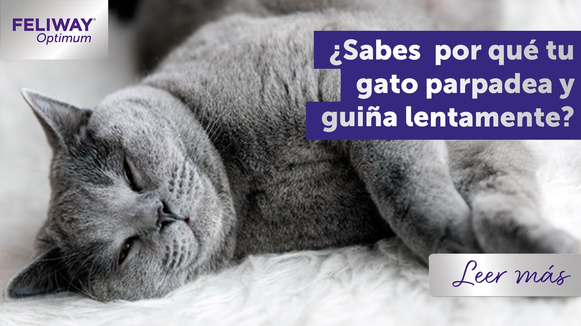 El punto de vista de un gato: ¿Por qué mi gato parpadea lentamente?
