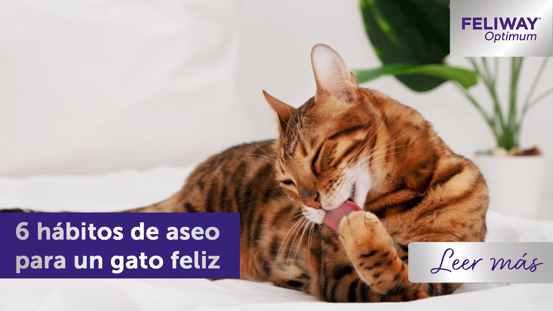 6 hábitos de aseo para un gato feliz