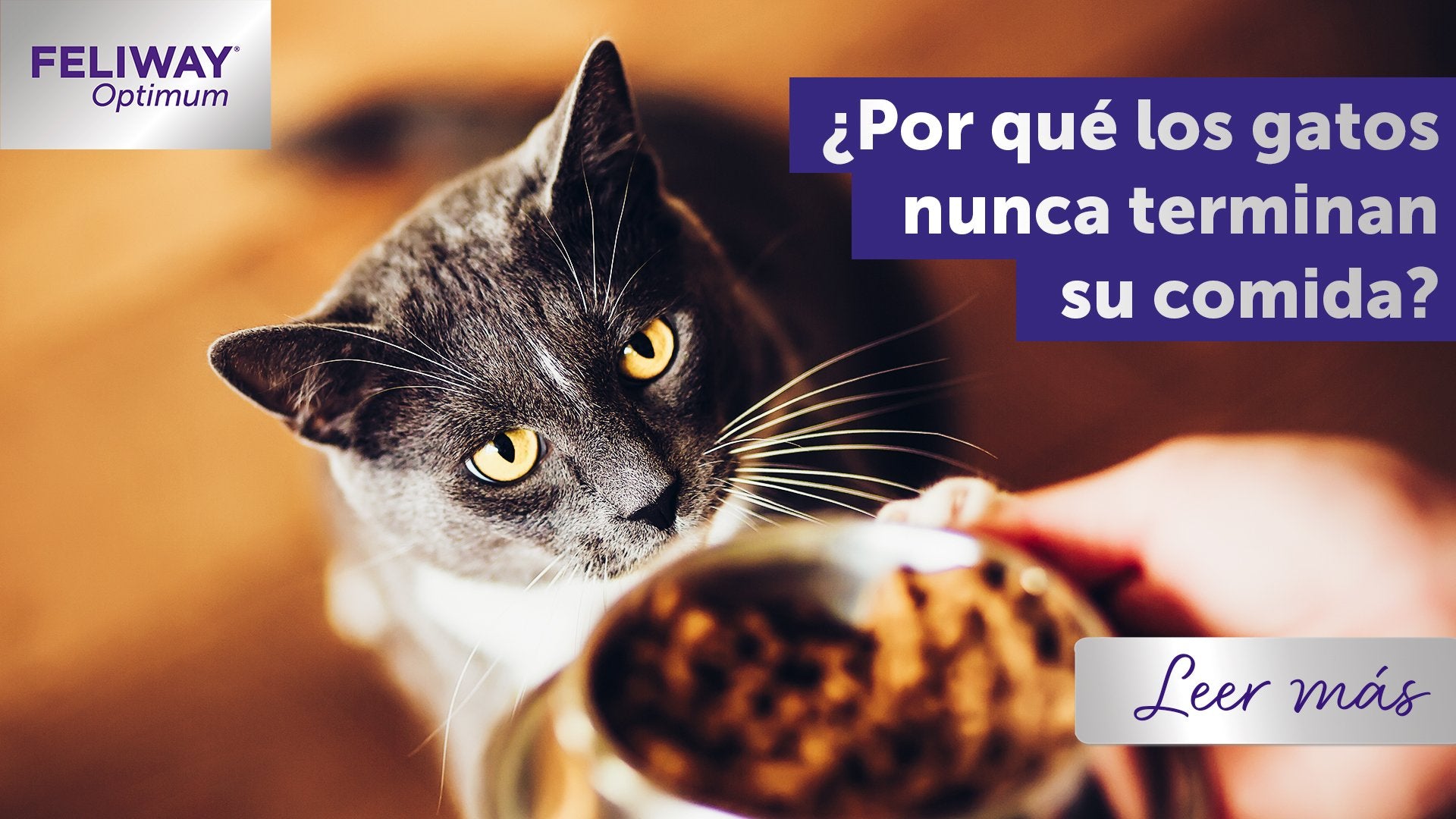 El punto de vista de un gato: ¿Por qué los gatos nunca terminan la comida?