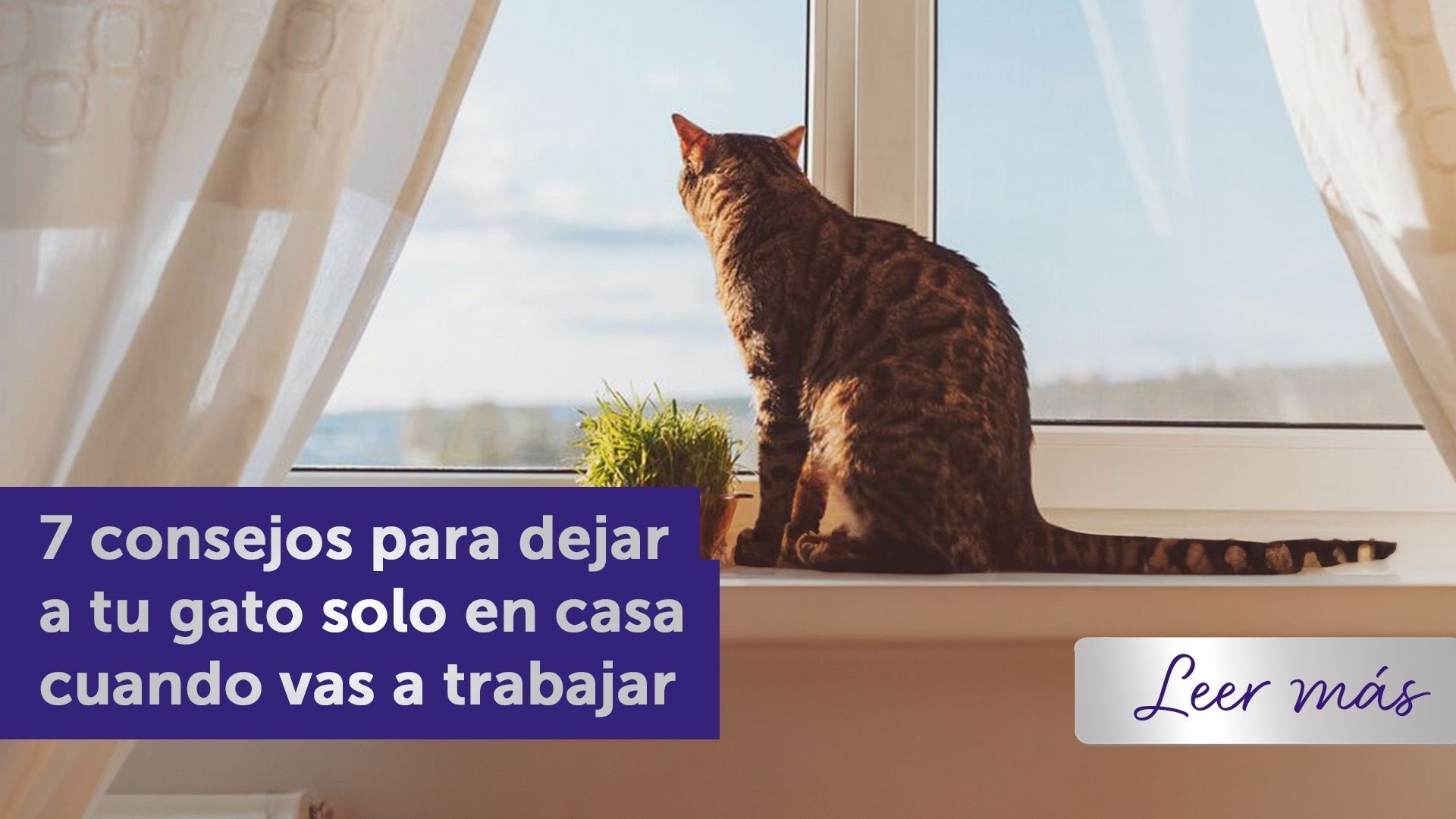 7 consejos para dejar a tu gato solo en casa cuando vas a trabajar