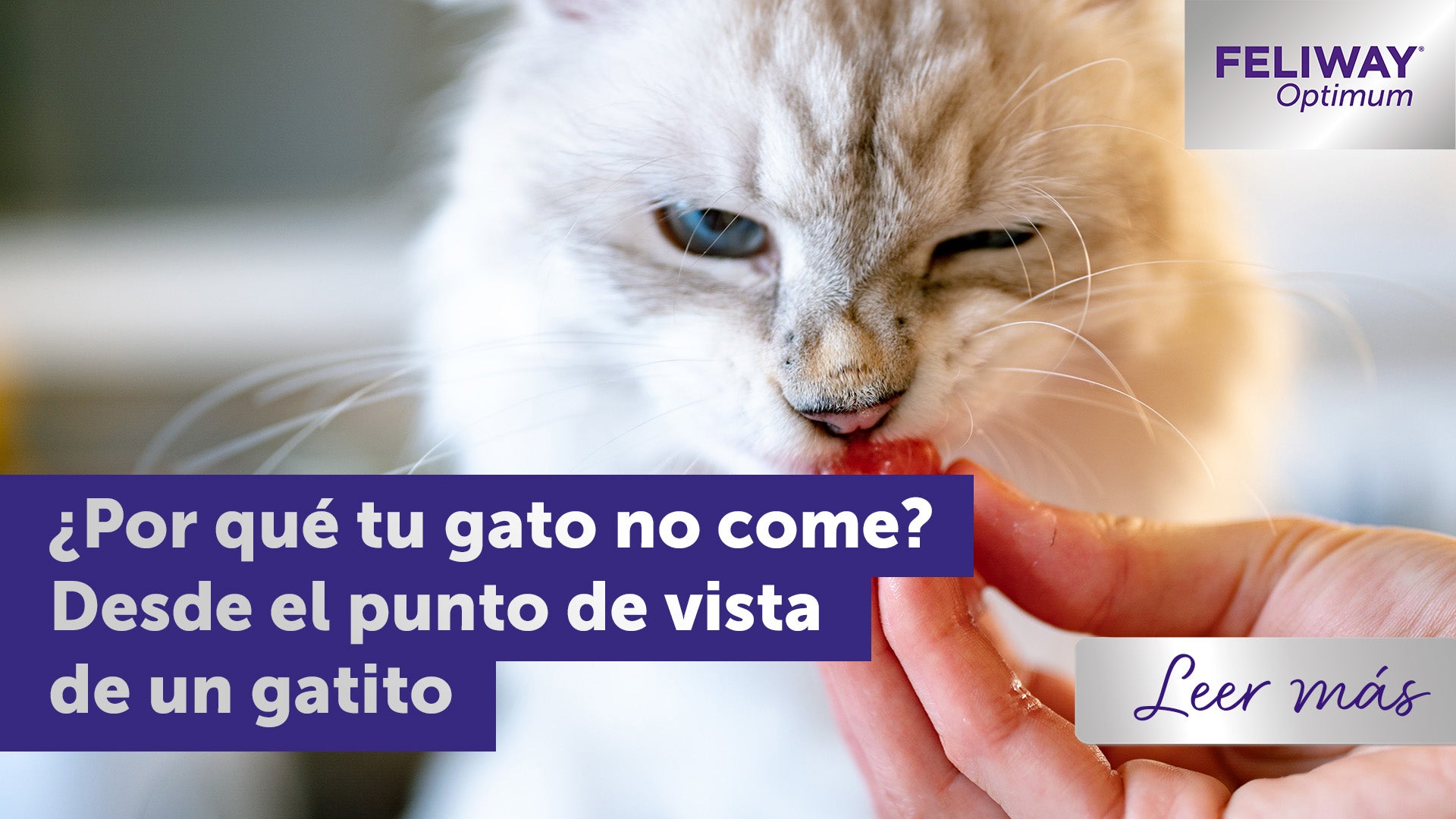 ¿Por qué mi gato no come? Desde el punto de vista de un gato