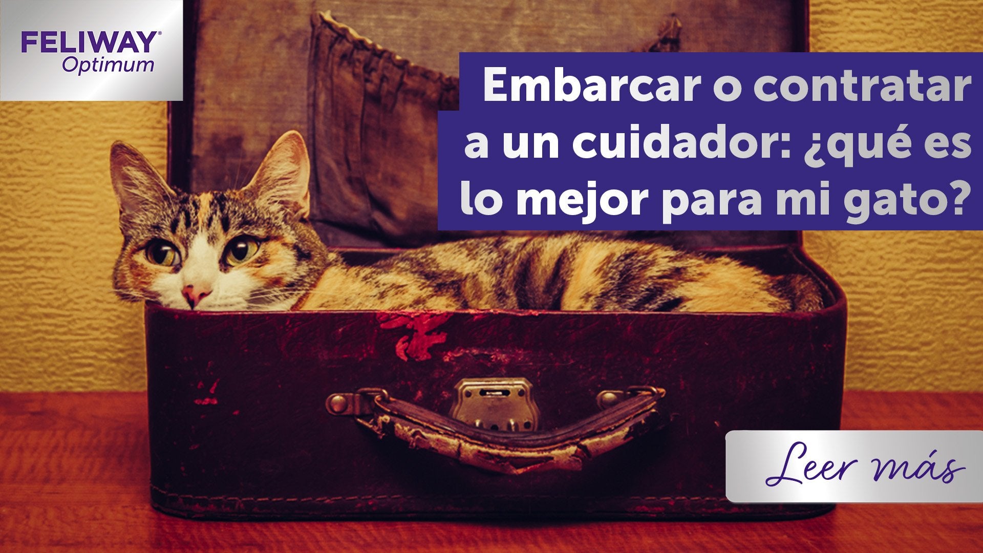 Me lo llevo o contrato a un cuidador: ¿Qué es lo mejor para mi gato?