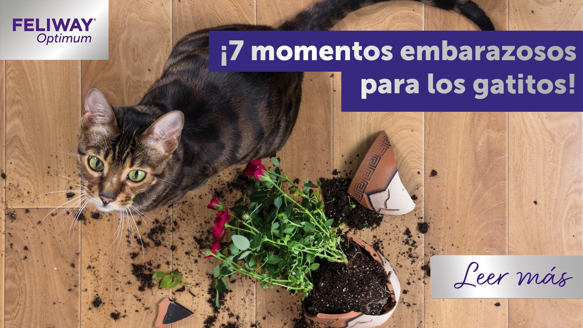 ¡Gatástrofe! ¡7 momentos en los que un gatito la lió!