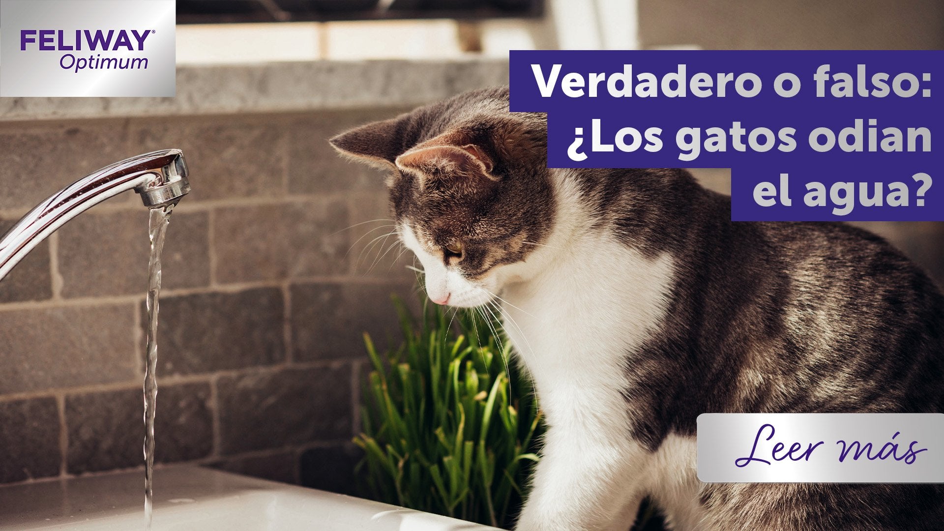 Verdadero o falso: ¿Los gatos odian el agua?