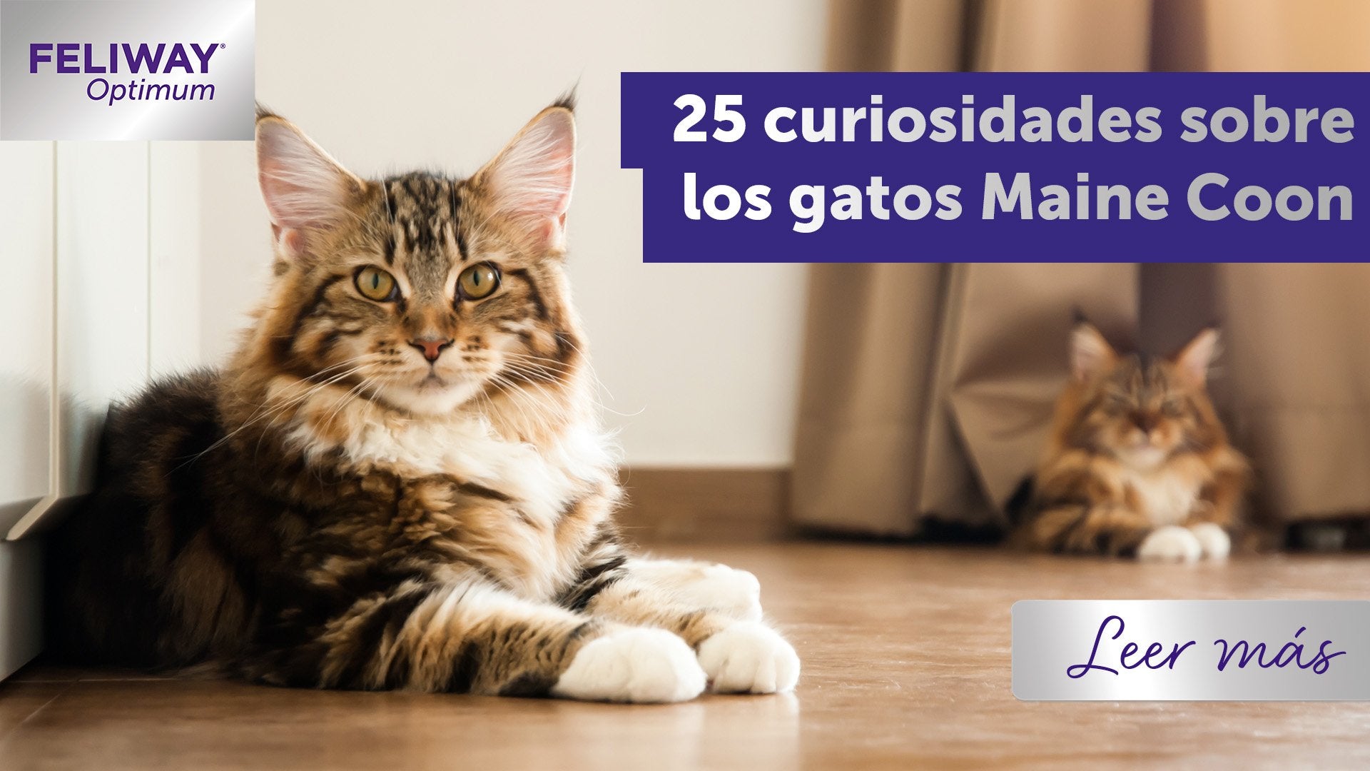 ¡25 datos divertidos sobre los gatos Maine Coon!