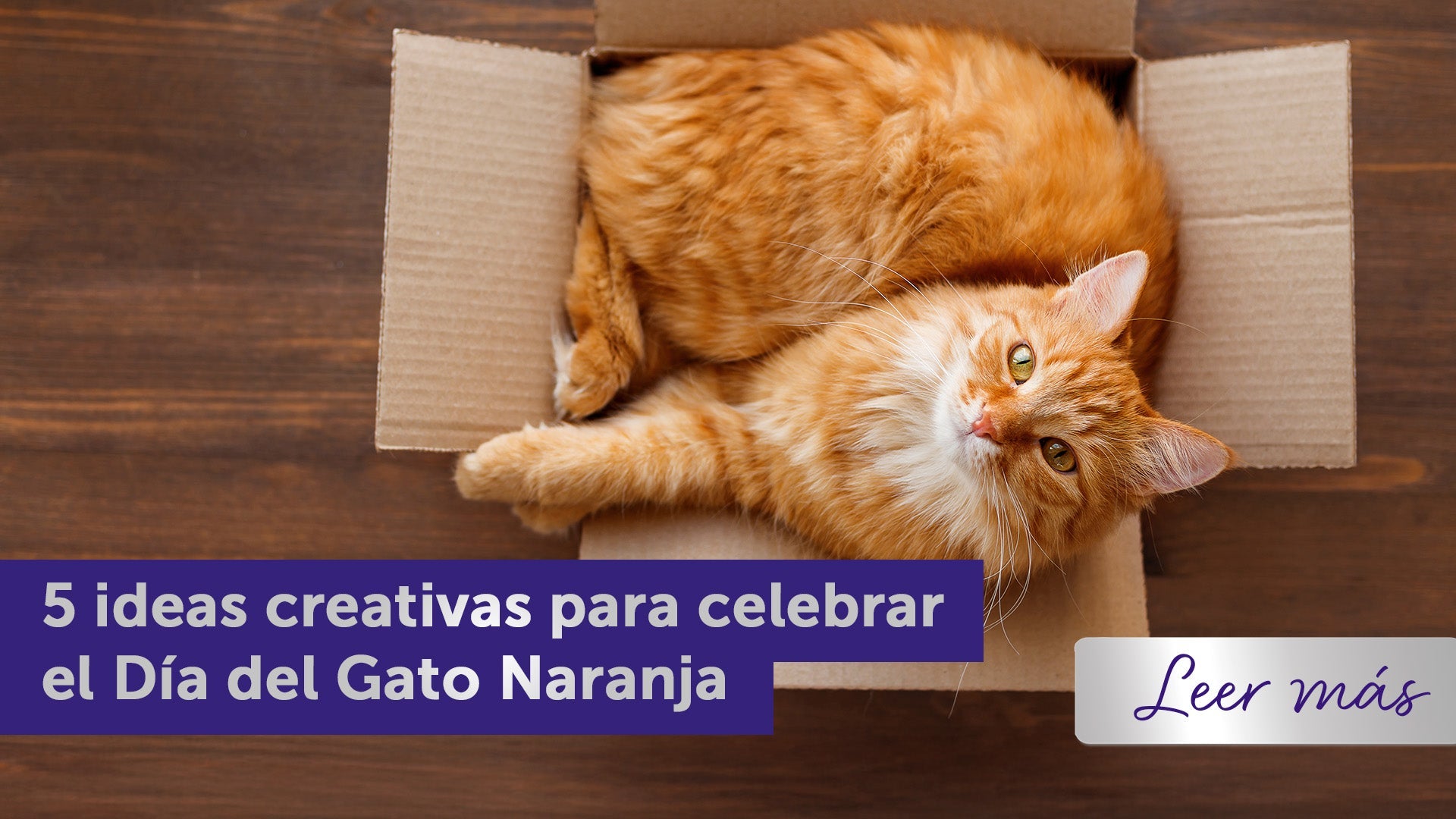 Gato naranja tumbado en una caja de cartón.
