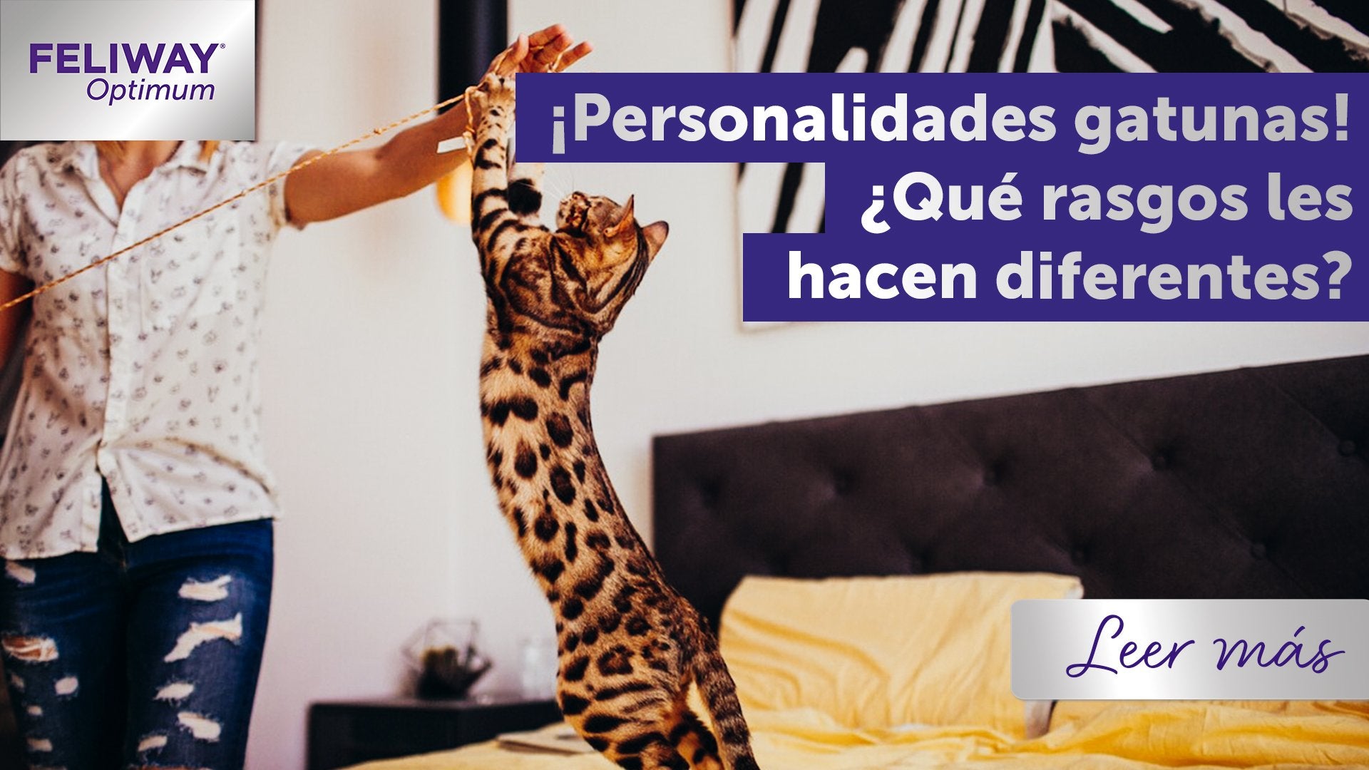 ¡Personalidades felinas! ¿Qué rasgos tienen las diferentes razas de gatos?