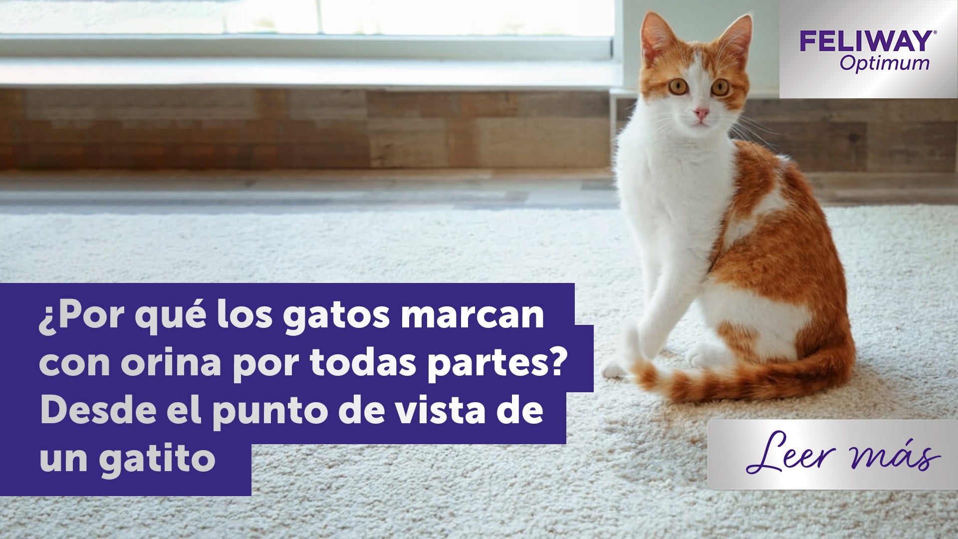 ¿Por qué mi gato hace pis por todas partes? El punto de vista de un gatito