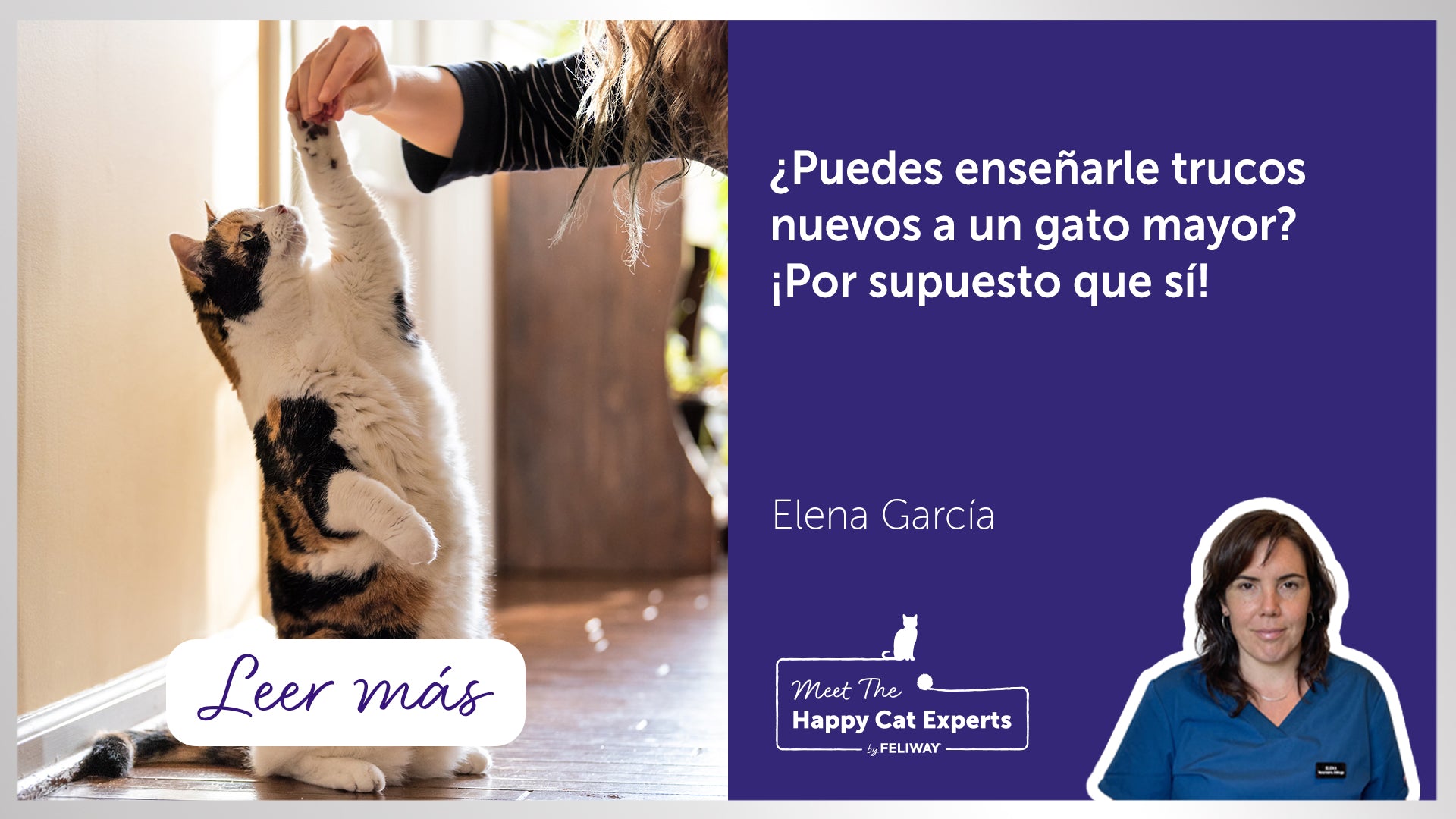 ¿Puedes entrenar a un gato? Algunos consejos para el entrenamiento de gatos