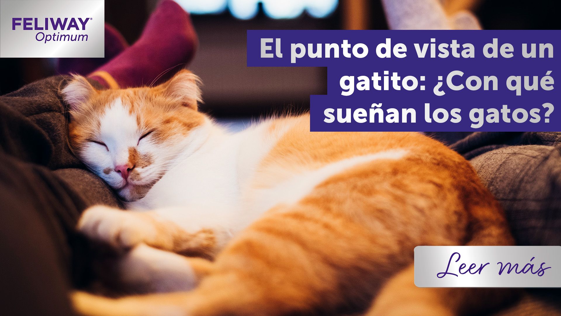 El punto de vista de un gatito: ¿con qué sueñan los gatos?