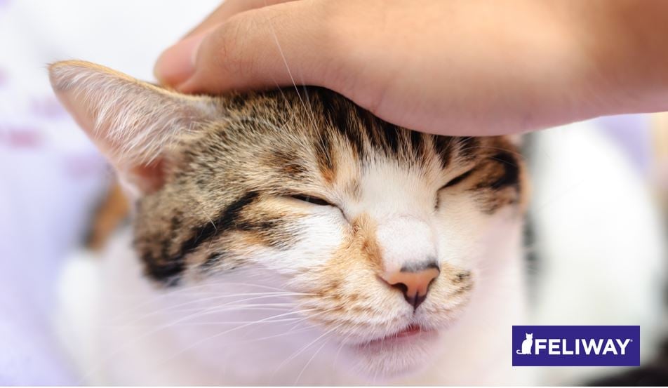 Descubre la personalidad de tu gato
