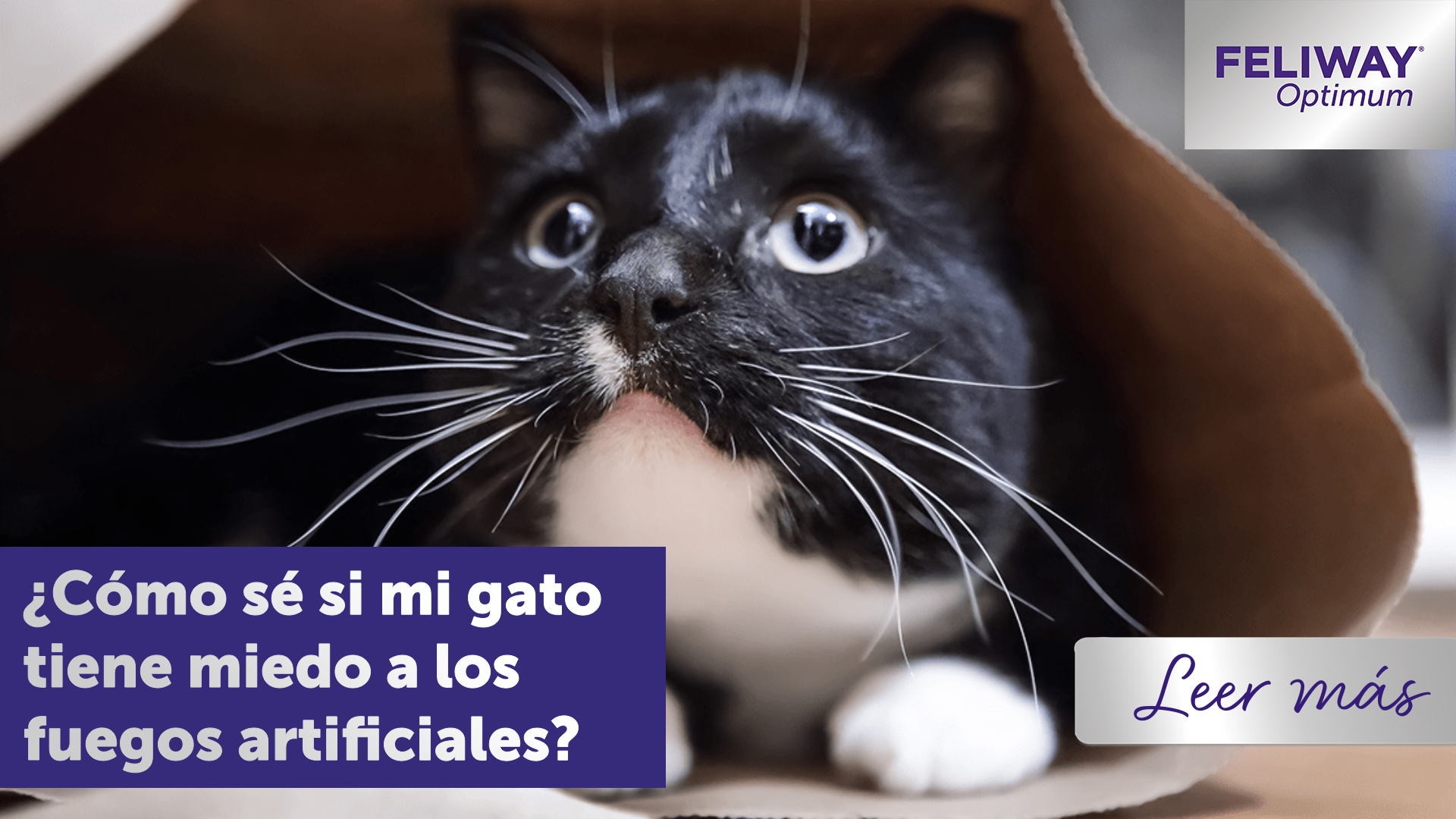 ¿Cómo sé si mi gato tiene miedo a los fuegos artificiales?