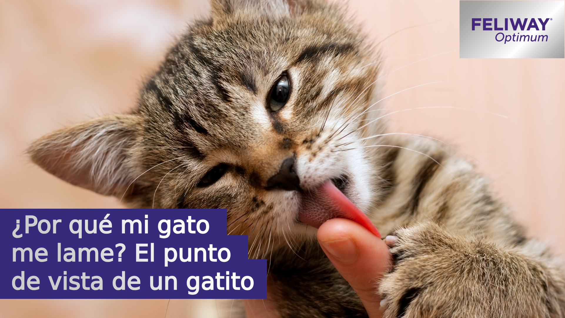 ¿Por qué mi gato me lame? El punto de vista de un gatito