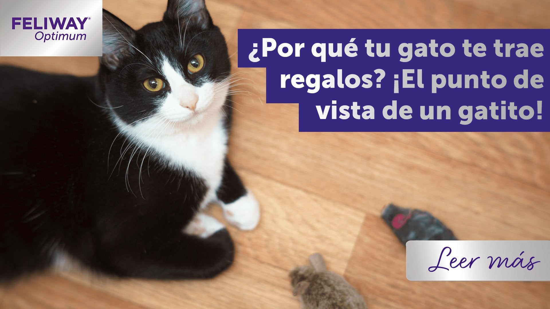 ¿Por qué mi gato me trae regalos? ¡Desde el punto de vista de un gato!