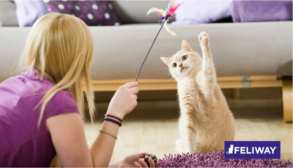 ¿Cómo juegan los gatos a medida que crecen?