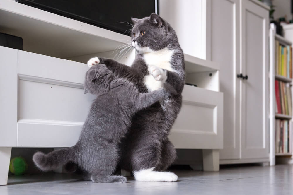 Cinco razones por las que tu gato está maullando a tu nuevo gatito
