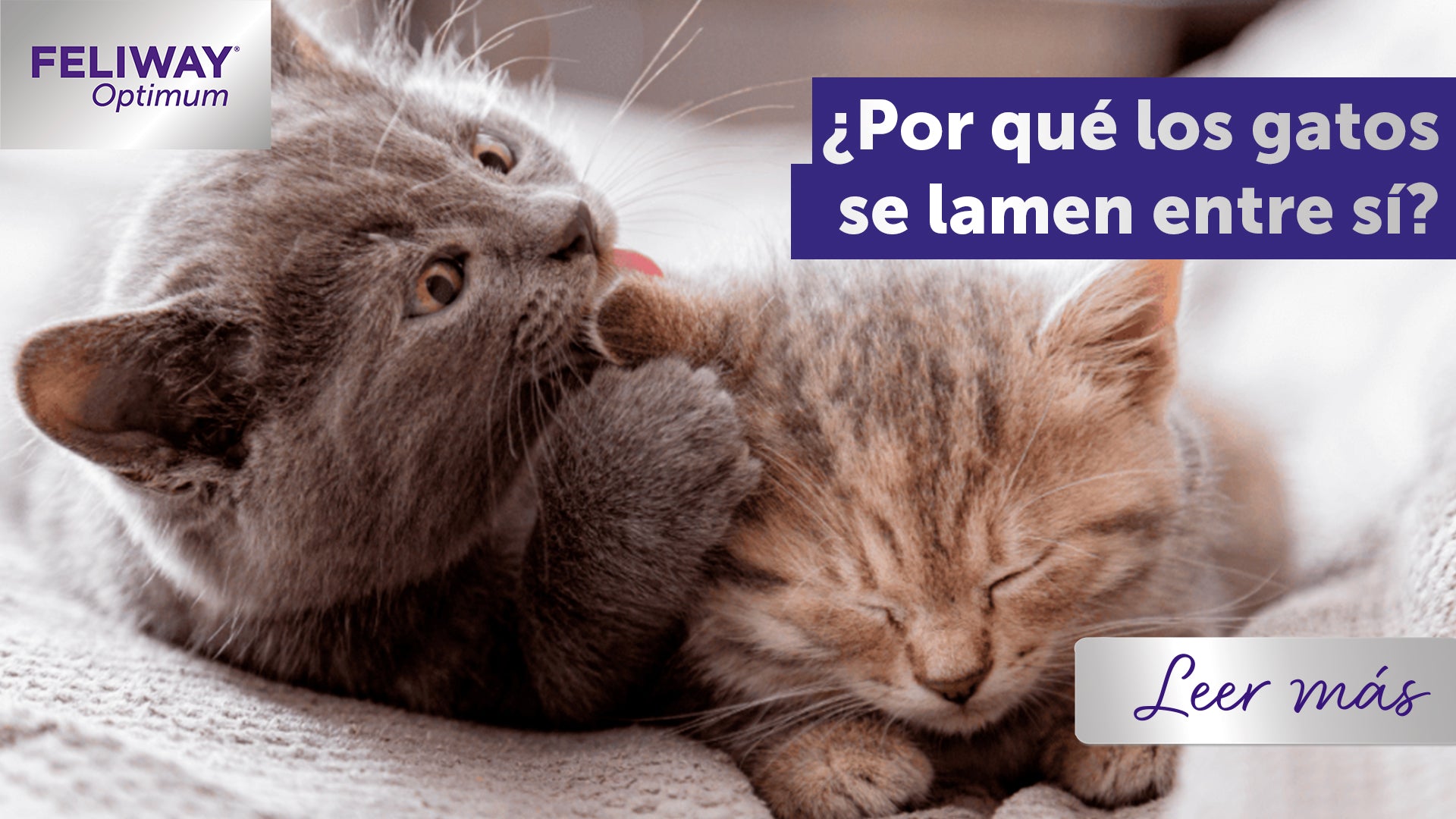 ¿Por qué los gatos se lamen entre sí? El punto de vista de un gato