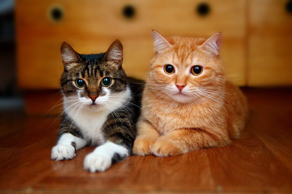 ¿Mis gatos están jugando o peleando?