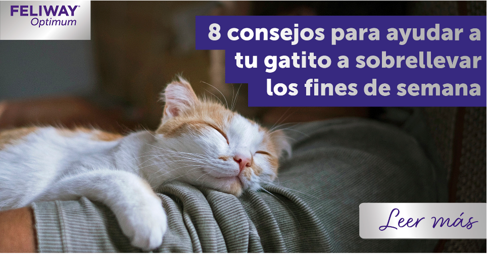 8 consejos para ayudar a tu gatito a sobrellevar los fines de semana