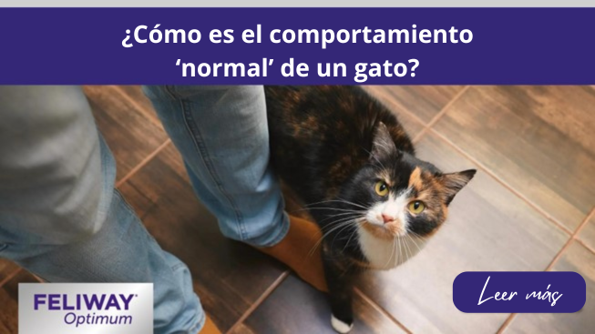 Gato mirando hacia arriba